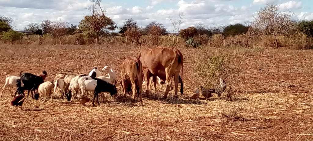 Farm animals including cows, goats, and chickens feeding together on a dry field in rural Kenya, demonstrating sustainable and communal farming practices.