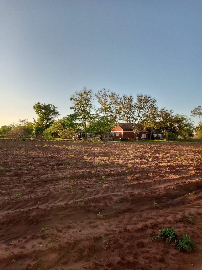 View of a sustainable farm in a semi-arid region, featuring a farmhouse surrounded by trees and open land, representing the integration of infrastructure and nature in climate-resilient agriculture.