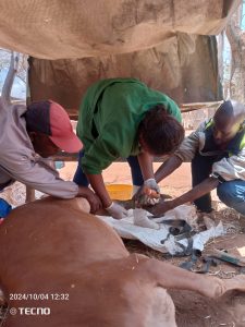 Providing essential treatment to a rescued cow after suffering from severe mistreatment. Our team ensures these animals receive the care and compassion they deserve, offering them a new lease on life.