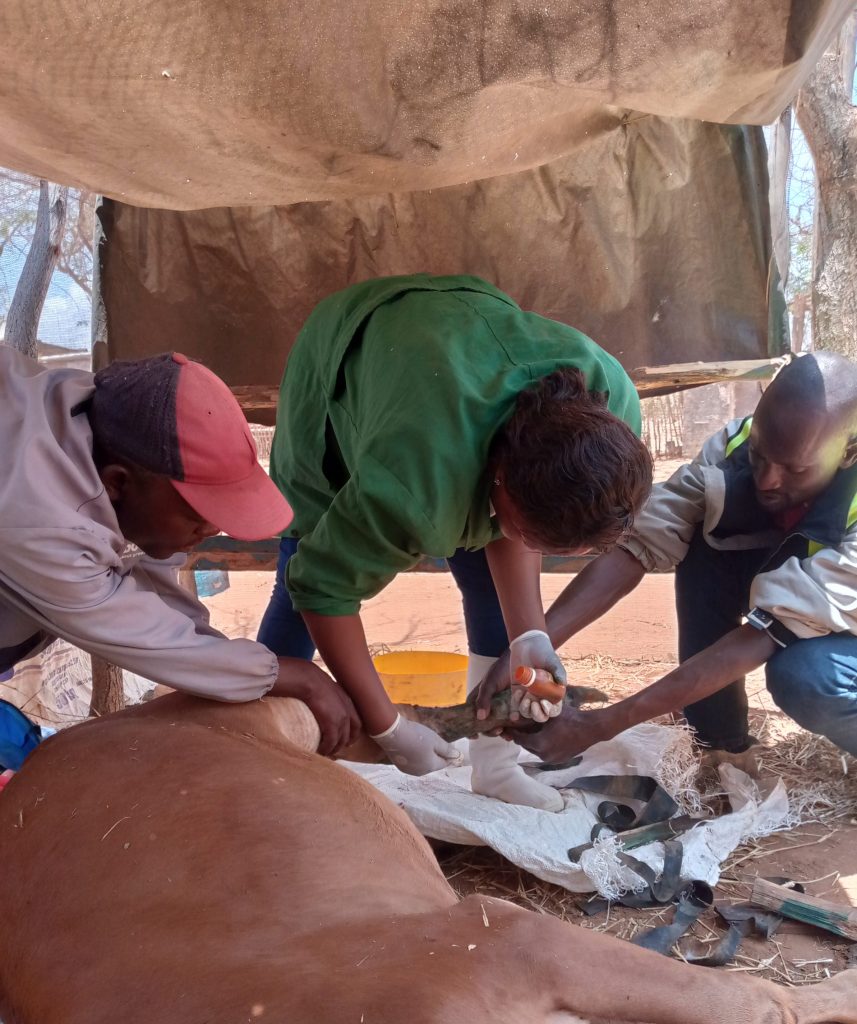 Providing essential treatment to a rescued cow after suffering from severe mistreatment. Our team ensures these animals receive the care and compassion they deserve, offering them a new lease on life.