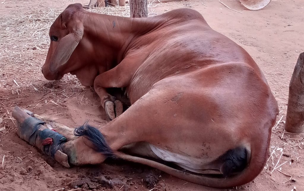 A cow recovering with a bandaged leg, symbolizing rescue and recovery efforts at the animal sanctuary.